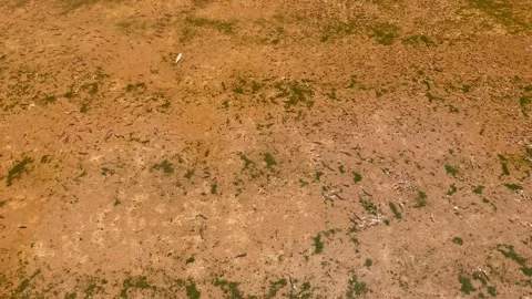 Lots of fish in shallow water Stock Footage 266991942