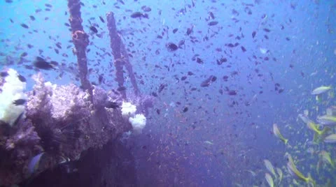 Lots of fish on a Shipwreck Stock Footage 22301802