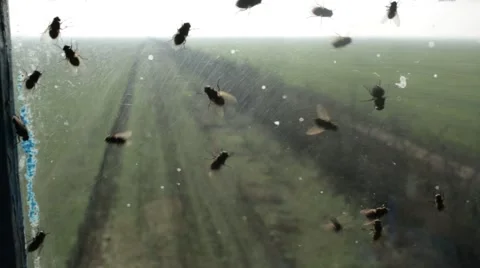Lots of Flies Crawling on Glass of Windows Overlooking Field Outgoing Into Stock Footage 62510120