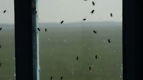 Lots of Flies Crawling on Old Window Glass Stock Footage 62510327