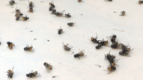 Lots of flies on the windowsill, dead flies, dying insects, plague Stock Footage 97449488