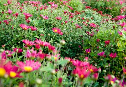 Lots of flowers Foto stock