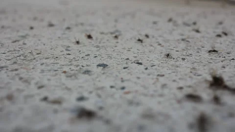 Lots of flying ants moving frantically Stock Footage 247470190