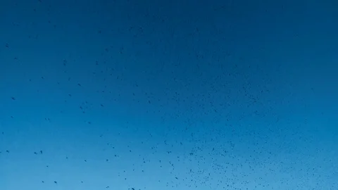 Lots of flying insects swarming pattern texture. Chaotic patterns flying Stock Footage 107603323