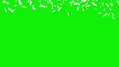 Lots Flying with Petals on Chroma Key for Compositing Video stock 337045677