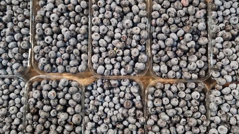 Lots of fresh blueberries in plastic boxes Stock Footage 279890571