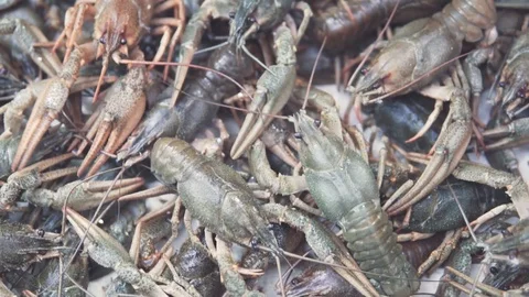 Lots of fresh crayfish. Fish shop on the market Stock Footage 99393523