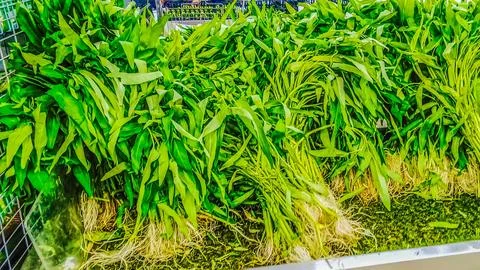 Lots of fresh Ipomoea aquatica in the container Stock Photos