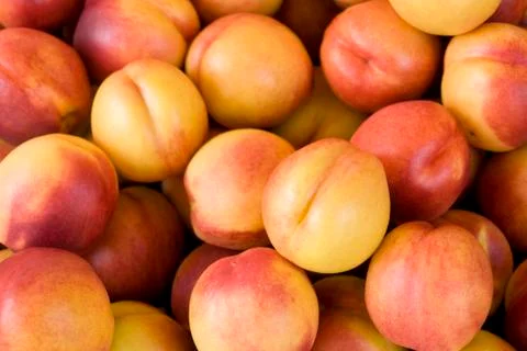 Lots of fresh nectarines Stock Photos