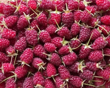 Lots of fresh raspberries with tails solid background Foto stock