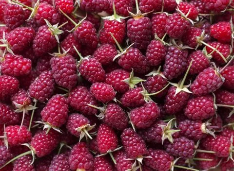 Lots of fresh raspberries with tails solid background Foto stock