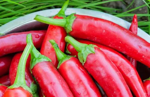 Lots of fresh red hot chili peppers in a metal cup on green grass. Close-up Stock Photos