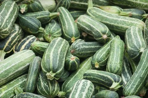 Lots of fresh zucchini Stock Photos