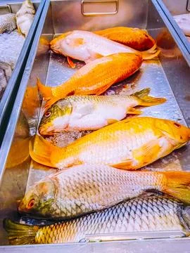 Lots of freshwater fish in the container Stock Photos