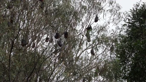 Lots of Fruit Bats Hanging Upside Down f... | Stock Video | Pond5