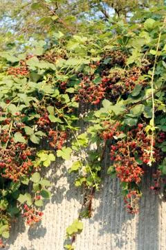 Lots of fruit Foto stock