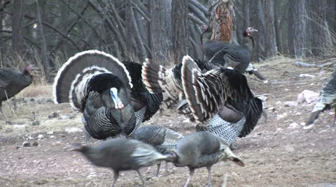 Lots of Gobblers Strutting and Loud Calling w Audio Stock Footage 49020140