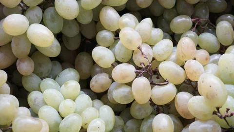 Lots of grapes Stock Photos