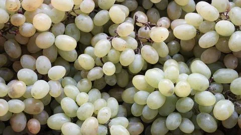 Lots of grapes Stock Photos