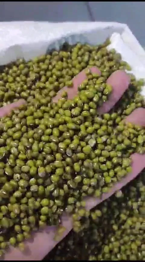 Lots of green beans in a sack Stock Footage 296212007