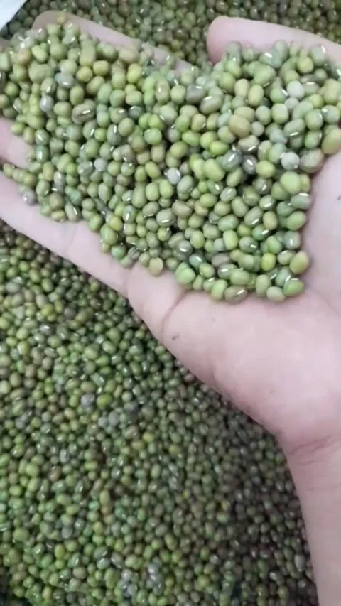 Lots of green beans in a sack Stock Footage 296212083