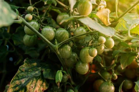 Lots of green cherry tomatoes ripen in the greenhouse in the sunlight. Mini Stock Photos