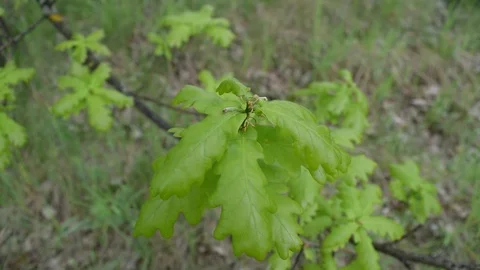 Lots of green foliage on the tree. Plants Stock Footage 108425887