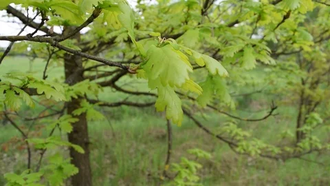 Lots of green foliage on the tree. Plants Stock Footage 108425895