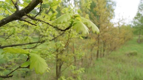 Lots of green foliage on the tree. Plants Stock Footage 108425944