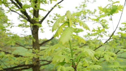 Lots of green foliage on the tree. Plants Stock Footage 108425983