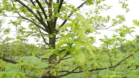 Lots of green foliage on the tree. Plants Stock Footage 108426030