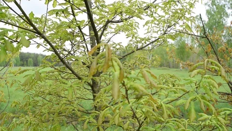 Lots of green foliage on the tree. Plants Stock Footage 108426036