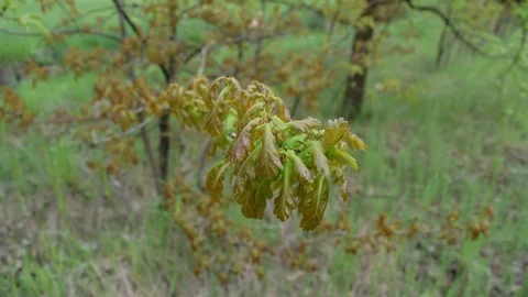 Lots of green foliage on the tree. Plants Stock Footage 108426050