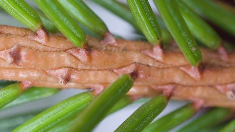 Lots of green leaves on the spruce tree on a macro shot Stock Footage 103113576