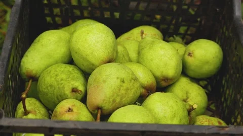 Lots of green pears in the box. Hands put in a box of pears collected in the Stock Footage 251350689