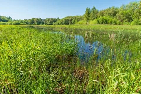 Lots of Green - Spring time in a marsh.  William L. Finley National Wildlife  Stock Photos