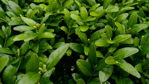 Lots of greenery. 動画素材 238090802