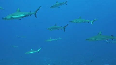 Lots of Grey Reef Sharks in clear blue water Stock Footage 148338925