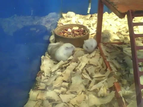 Lots of hamsters doing different things on pet store , it's leisure time Stock Footage 161208613