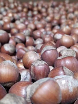 Lots of hazelnuts in the shell Foto stock