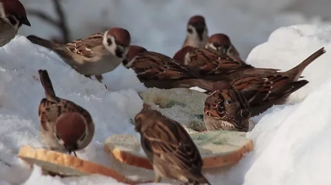 Lots of House Sparrows eating bread, Passer domesticus Video stock 41592808