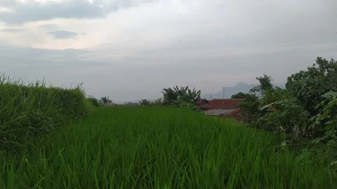 Lots of insects in the fields in the afternoon Video stock 232269460