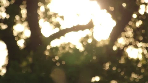 Lots of insects flying at dusk Video stock 72389432