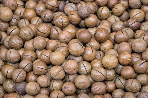 Lots of inshell macadamia nuts on the market counter Stock Photos