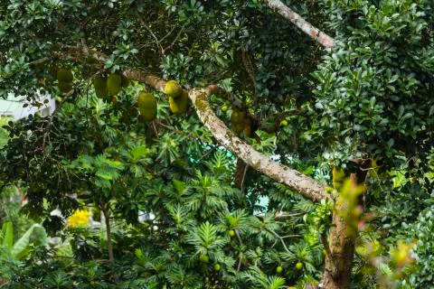 Lots of Jackfruits on a tree in the hills of La Digue, Seychelles Stock Photos