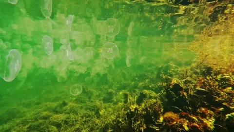Lots of jellyfish in the Grevelingen. Stock Footage 255555802