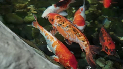 Lots of koi carp close-up. in the pond. surfaced Stock Footage 239421532