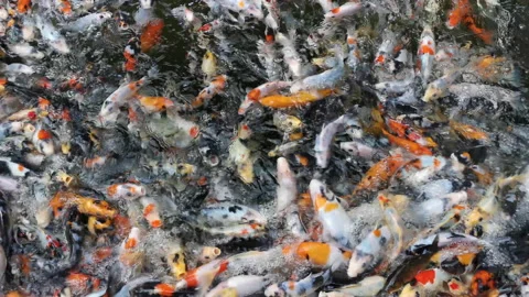 Lots of koi fish in the pond Stock Footage 158974794