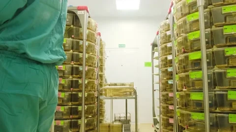 Lots of laboratory mice in plastic cages. Stock Footage 167812967