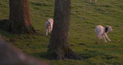Lots of Lambs playing Stock Footage 129757770